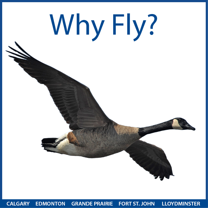 Why Fly?