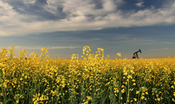 A vast field of yellow canola flowers under a partly cloudy sky. In the distance, a pumpjack (oil pump) is visible, contrasting with the natural beauty of the landscape. The scene combines elements of agriculture and industry, highlighting the coexistence of natural resources and energy production.